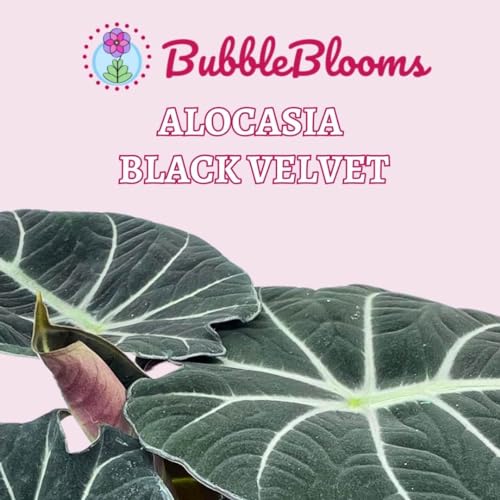 BubbleBlooms Alocasia Black Velvet, Jewel Alocasia in a 4 inch Pot