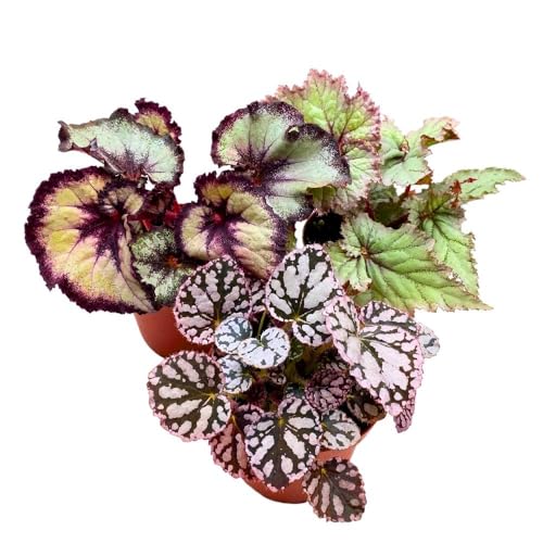 Harmony Foliage Harmony's White Begonia Assortment 4 inch Set of 3 All White Hybrids