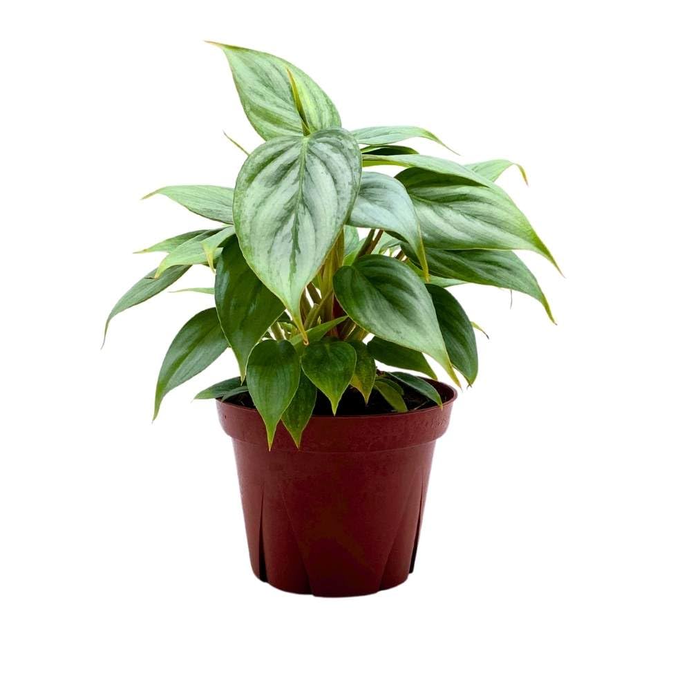 Philodendron Sodiroi Ornatum Silver, Silver-Leaf Philo in 4 inch pot