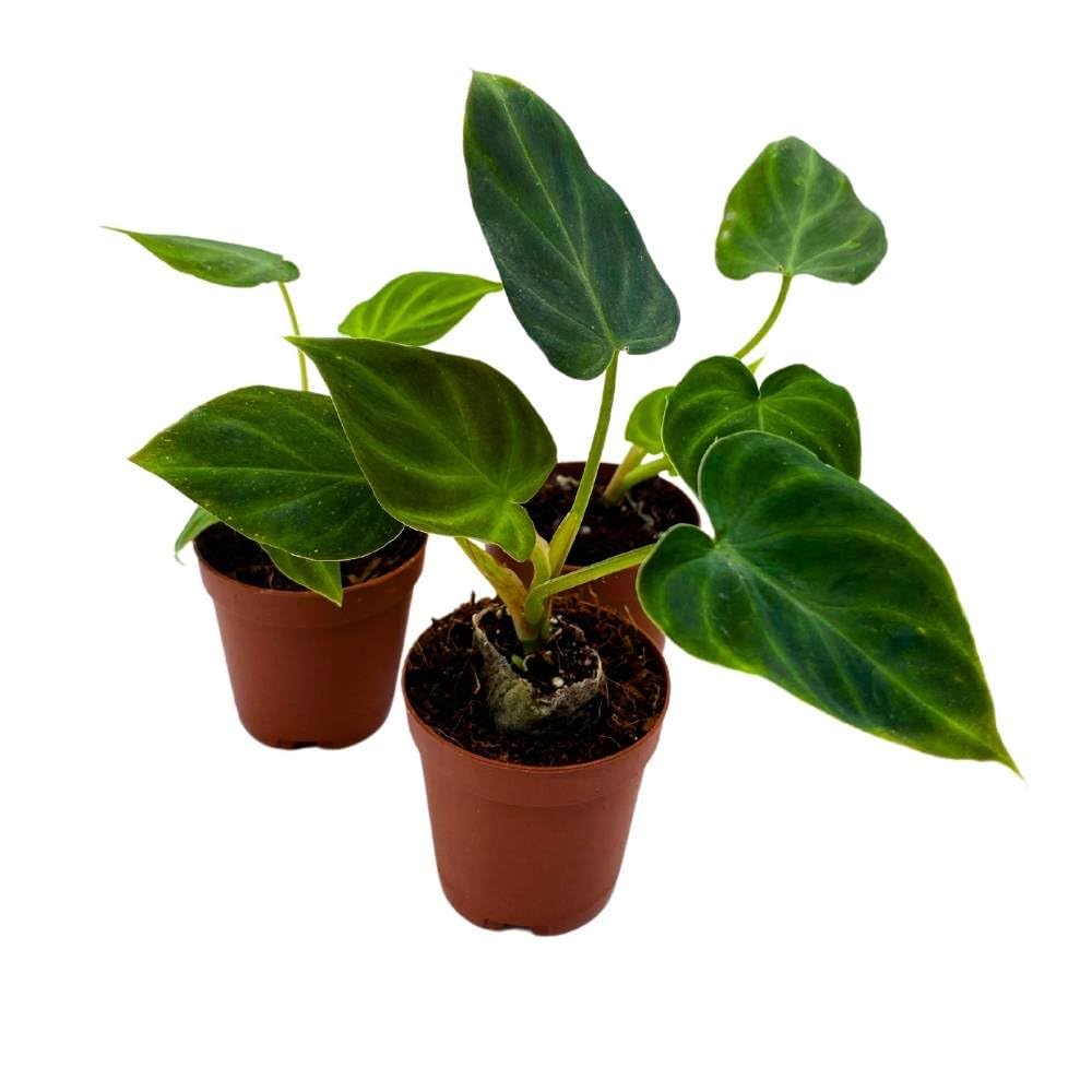 Philodendron Verrucosum 2 inch Set of 3 Deep Green Philo Tiny Mini Pixie Plants