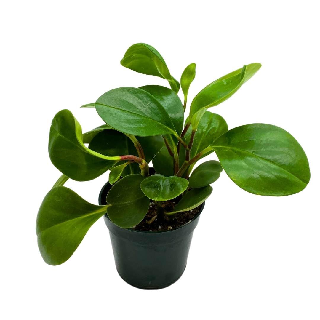 BubbleBlooms Peperomia Obtusifolia Green Marble Plant in a 4 inch Pot Rubber Spoonleaf