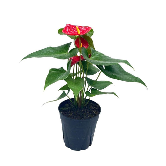 Anthurium Red, 6 inch Pot,