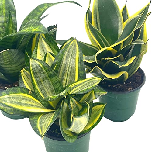 BubbleBlooms Sansevieria Trifasciata Rosette-Shaped Variegated Set of 3 in 4 inch pots, All Different Snake Plants