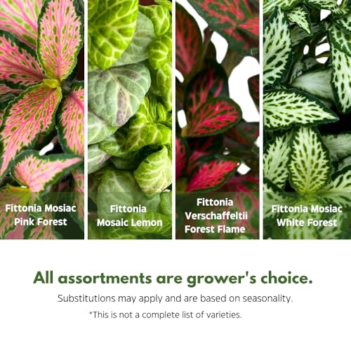 BubbleBlooms Fittonia Assortment 2 inch Set of 4