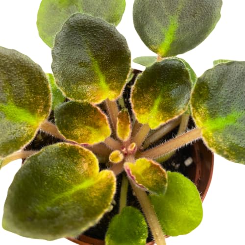 Harmony Foliage Mini African Violet Blue Halo Variegated, 2 inch Blue Flower