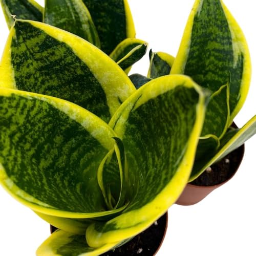 BubbleBlooms Dwarf Variegated Sansevieria trifasciata, 2 inch Set of 3, Snakeplant Rosettes