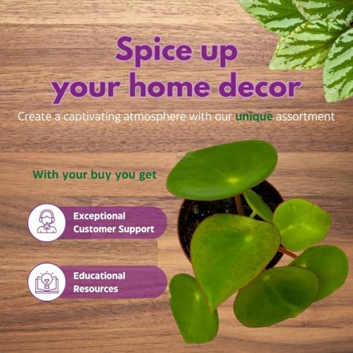 Harmony Foliage Peperomia Harmony's Midnight Wave 4 inch