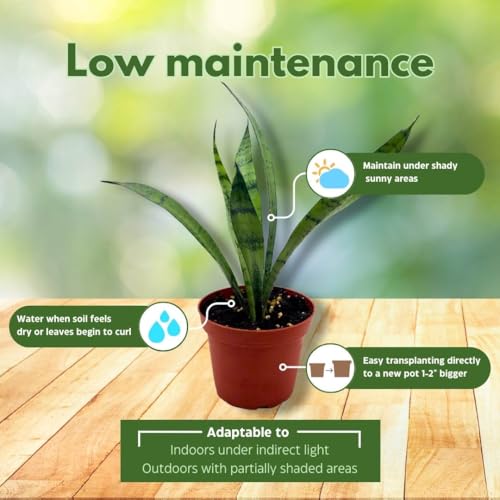 BubbleBlooms Sansevieria Silver Princess 4 inch Rare Sansevieria trifasciata Hybrid Snake Plant