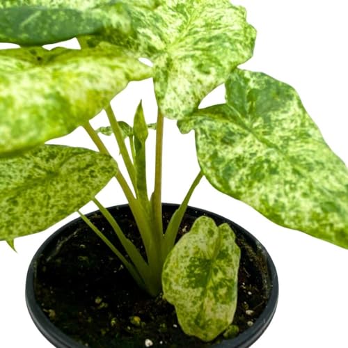 BubbleBlooms Alocasia Blizzard in a 4 inch Pot Marble Variegated Splash Very Rare Elephant Ear