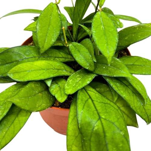 BubbleBlooms Hoya Crassipetiolata in a 6 inch Pot Splash White Flower Vining Wax Plant