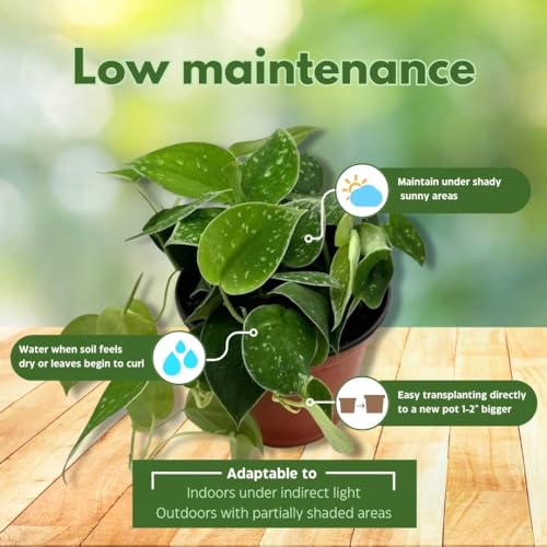 BubbleBlooms Satin Pothos - Thumbnail 3