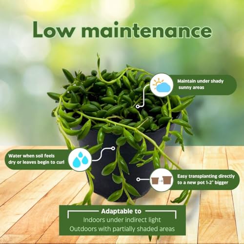 BubbleBlooms String of Bananas, Curio radicans, in a 4-inch Pot