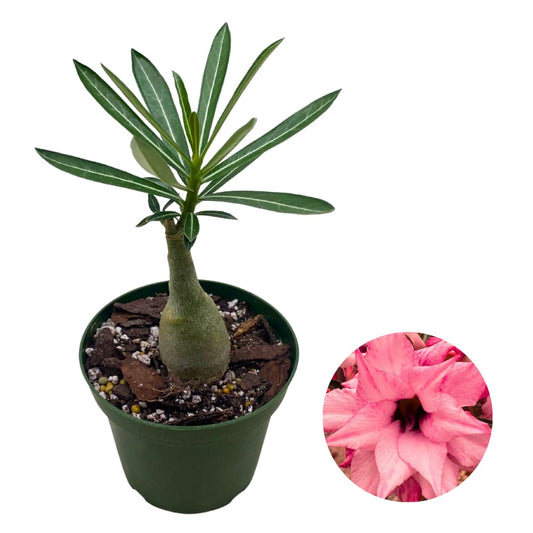 BubbleBlooms Desert Rose Yuhe in a 4 inch Pot Extremely Rare Flower