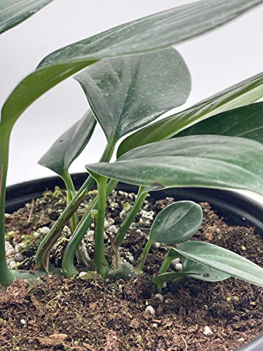 BubbleBlooms Dragon Tail Plant in a 6 inch Pot rhaphidophora decursiva,