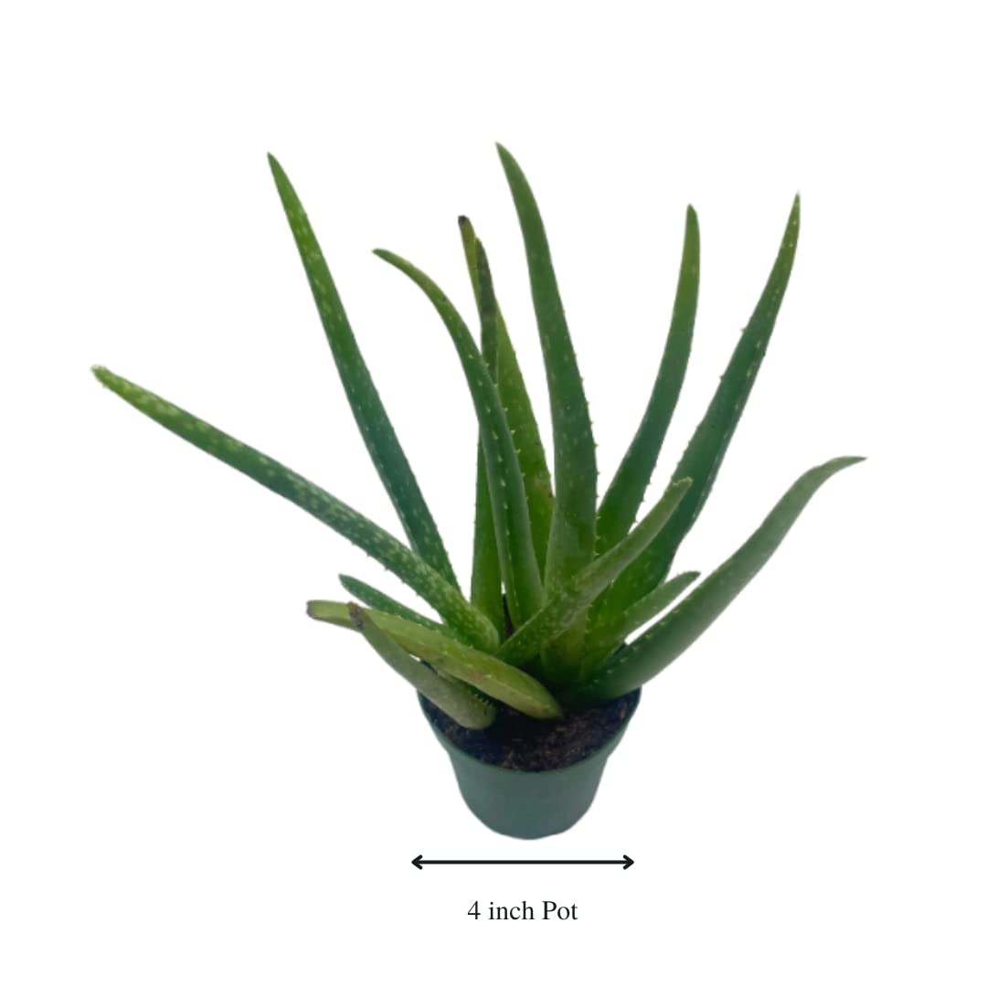 aloe vera plant florida BubbleBlooms Aloe Vera Plant in a 4 inch Pot
