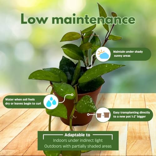 BubbleBlooms Hoya Krohniana Black 2 inch