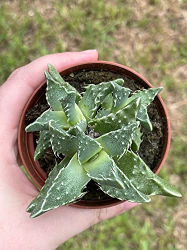 BubbleBlooms Tiger's jaw, Faucaria tigrina, Very Rare in 3 inch Pot