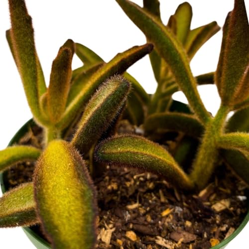 BubbleBlooms Chocolate Solider Succulent, 4 inch Panda Plant, Velvet Leaf kalanchoe