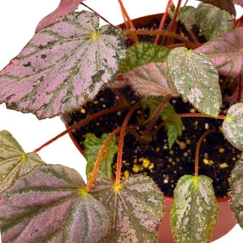 Harmony Foliage Harmony's Stormy Sunset Rhizomatous Begonia 6 inch Pink Rhizo