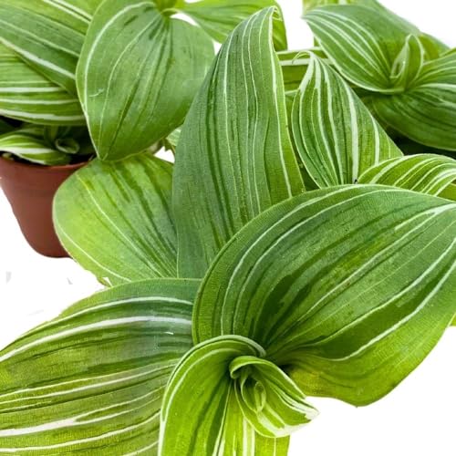 BubbleBlooms Green and White Wandering Dude 2 inch Set of 3 Tradescantia albiflora albo-vittata fluminensis Tiny Mini Pixie Plants
