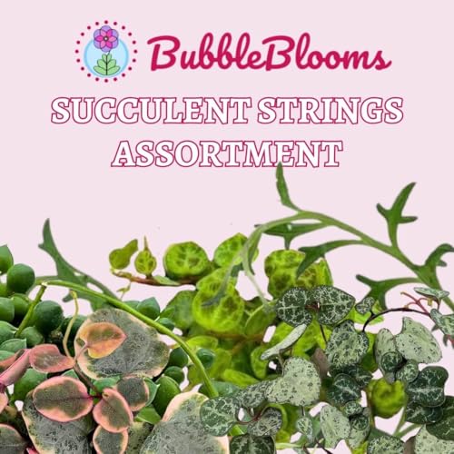 BubbleBlooms Succulent Strings Set of 5 Different String Plants in 2 inch pots Grower's Choice Includes Variegated String of Pearls, Turtles, Hearts, Frogs, Dolphins and More