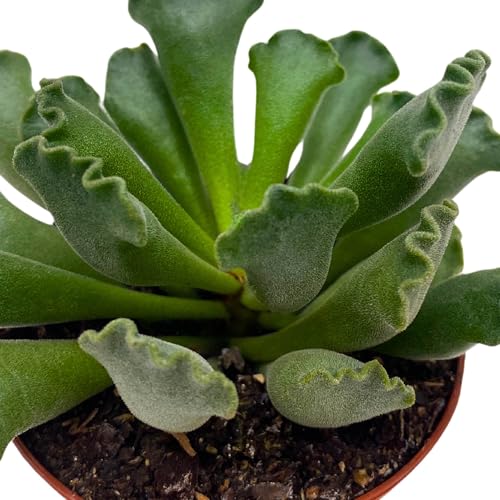 BubbleBlooms Pie Crust Succulent, Key Lime Pie Crinkle Leaf Plant, 3 inch