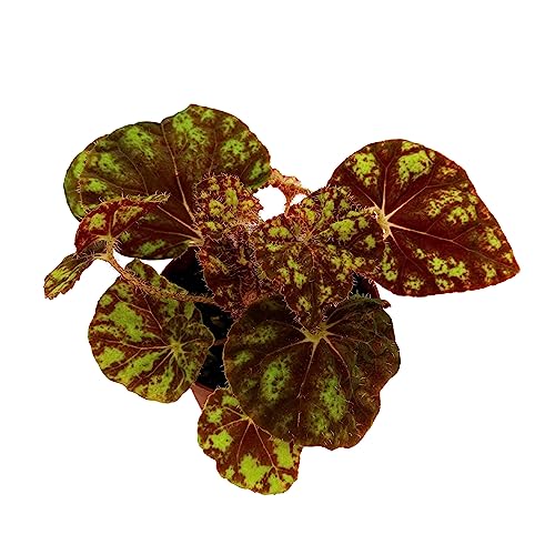 BubbleBlooms Harmony's Cowardly Lion Rhizomatous Begonia in a 4 inch Pot Yellow Rhizo