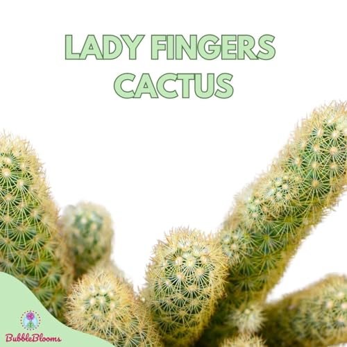 BubbleBlooms Copper King, 2 inch Set of 3, Lady Fingers Mammillaria elongata Tiny Mini Pixie Plants