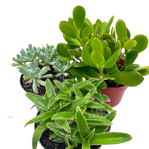 BubbleBlooms Succulent Assortment Set, 4 inch pots, Set of 3, Variety, Jade Plant, Jelly Beans, Humilis, Taco Plants, and More