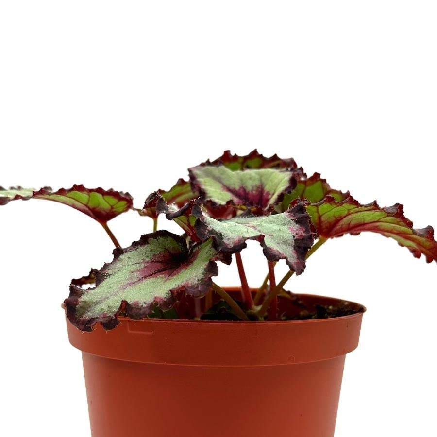 Harmony's Bullseye Begonia, in a 6 inch Pot,  Begonia rex