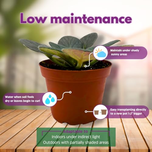 Harmony Foliage African Violet Radiant Glow 4 inch Purple Flower