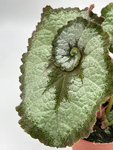 Begonia Escargot, Painted-Leaf Begonia, 4 inch, Escargot Variegation