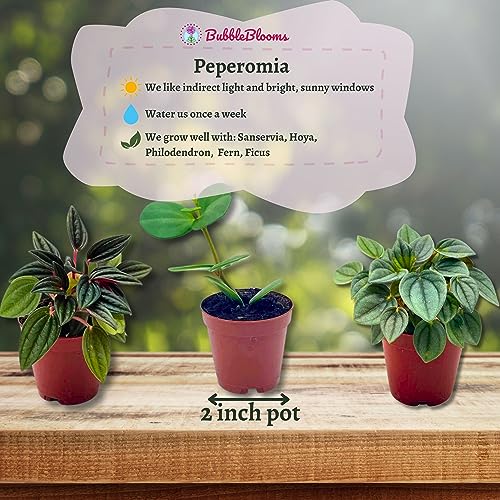 BubbleBlooms Peperomia Assortment, 6 Different peperomias in 2 inch pots Grower's Choice