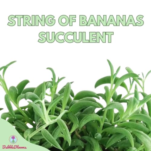 BubbleBlooms String of Bananas, Curio radicans, in a 4-inch Pot