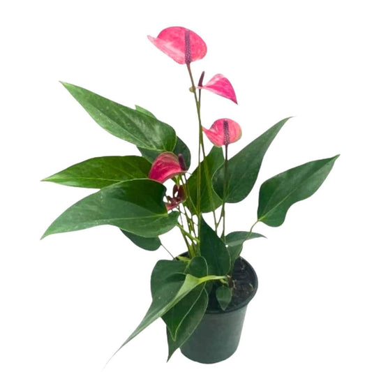 Anthurium Purple, 4 inch