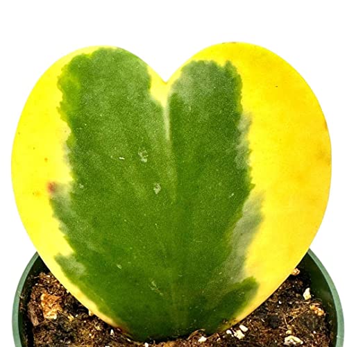 BubbleBlooms Hoya Variegated Kerrii Heart, in a 4 Inch Pot, Sweet Heart Plant, Heart Shaped Leaf, Valentine
