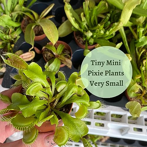 BubbleBlooms Carnivorous Plant Assortment Set, 3 Different Plant Species in 2 inch Pots