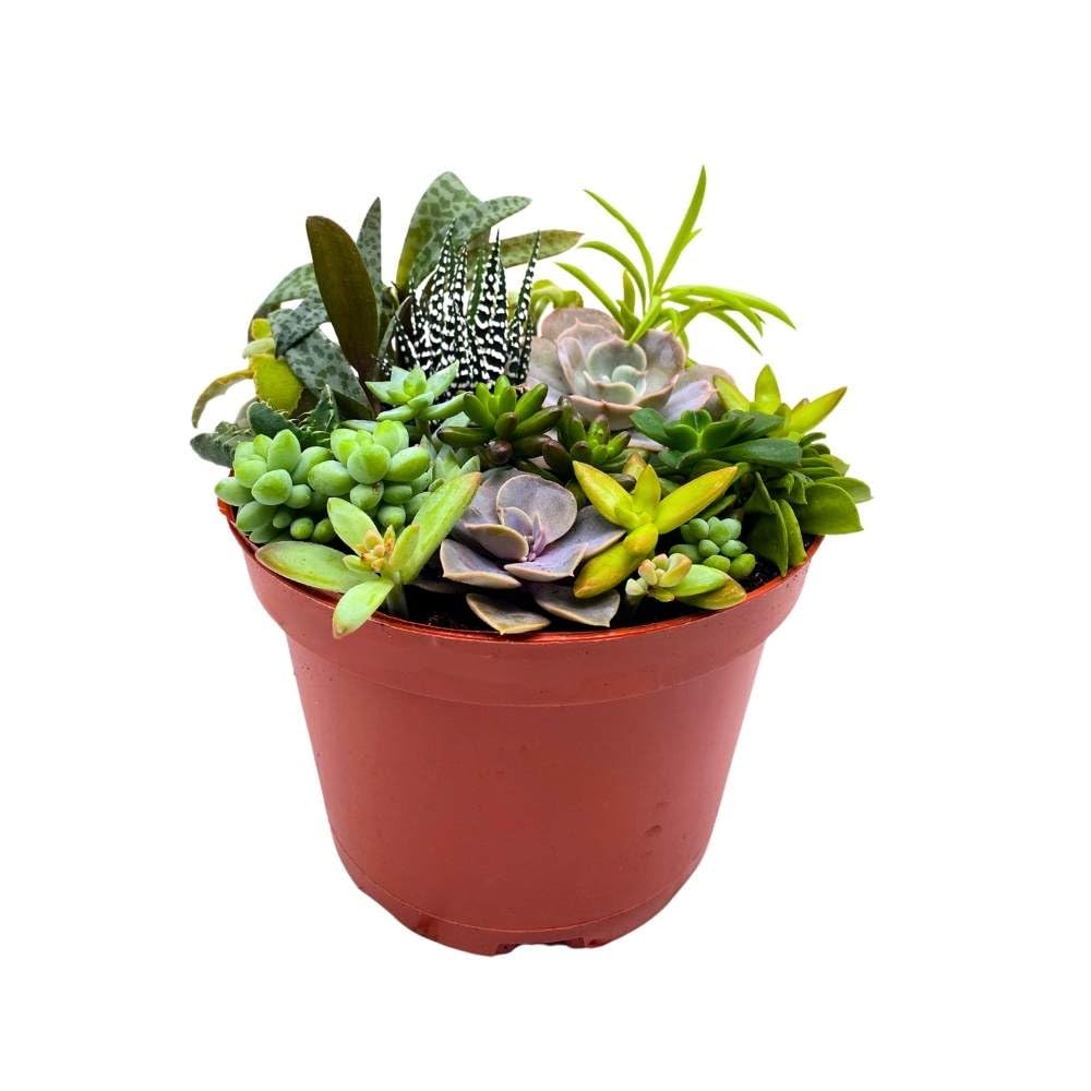 Succulent Arrangement in a 6 inch Pot Unique Hand Crafted Plant Designs