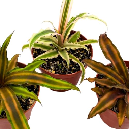 BubbleBlooms Crpyanthus Assortment Earth Star Set of 3 in a 4 inch Pot