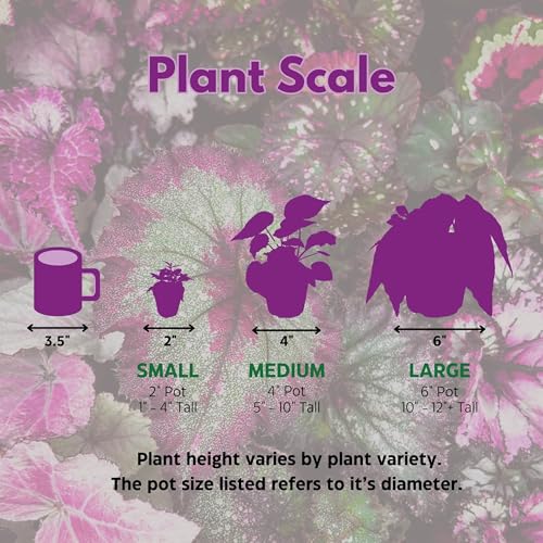 Harmony Foliage K's Dancing Spree African Violet Variegated Flower 4 inch