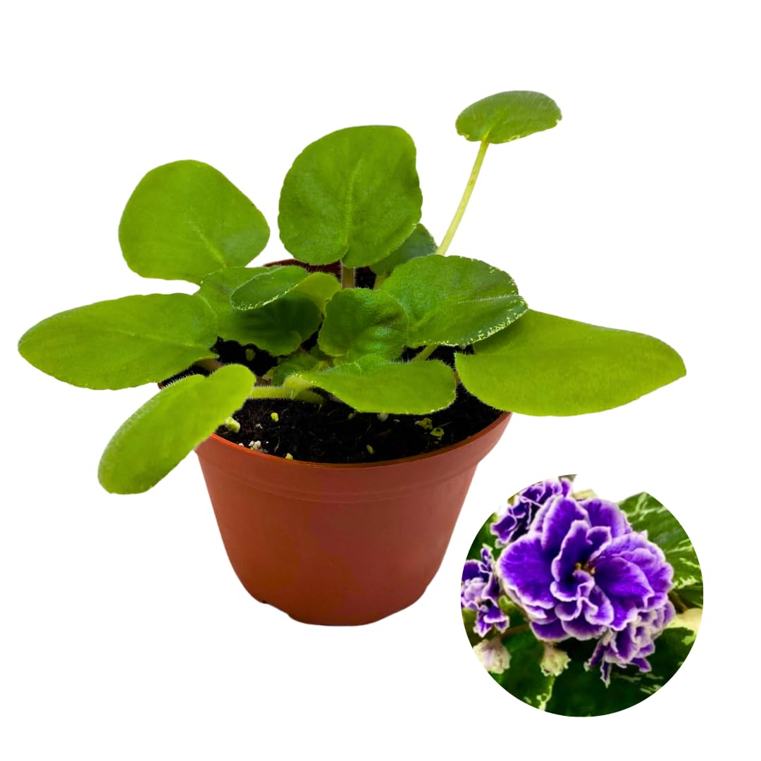 Harmony Foliage African Violet Hunter's Credence 4 inch Blue Ruffle