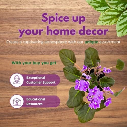 Harmony Foliage African Violet Wrangler's Spanish Cavalier 4 inch