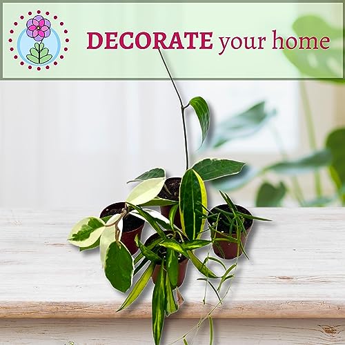 BubbleBlooms Hoya Variety Assortment 2 inch Set of 4 Grower's Choice Live Potted Premium Collection