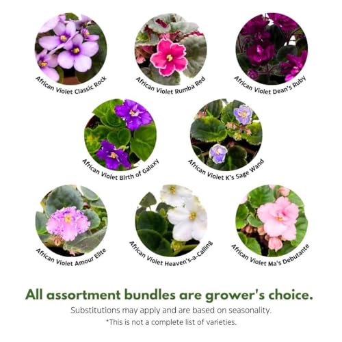 Harmony Foliage African Violet Assortment in 4 inch pots 15-Pack Bulk Wholesale Variegated Saintpaulia Gesneriads