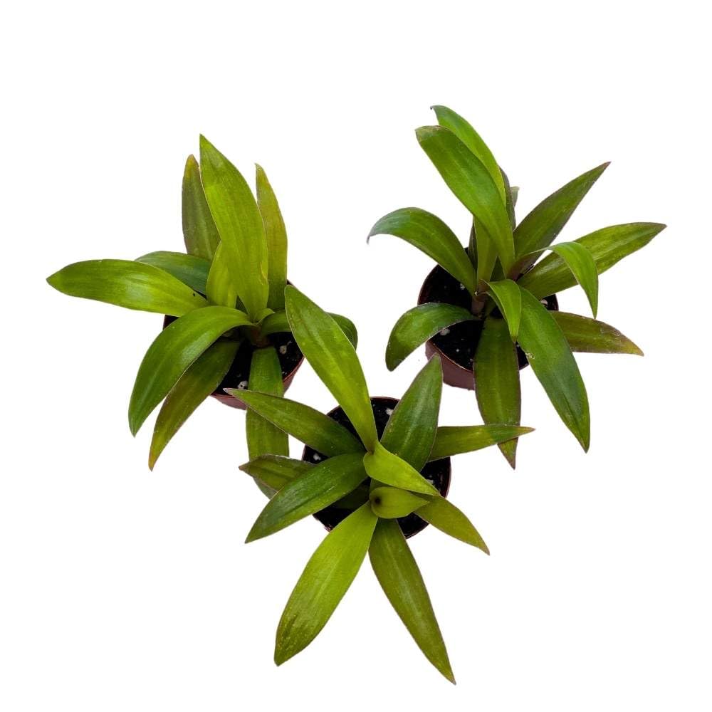 Moses in The Cradle Tradescantia spathacea, 2 inch Set of 3, Boat Lily Tiny Mini Pixie Plant