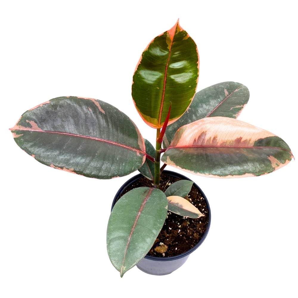 Ficus elastica Ruby Tricolor 6 inch India Rubber Tree Decora Fig Plant