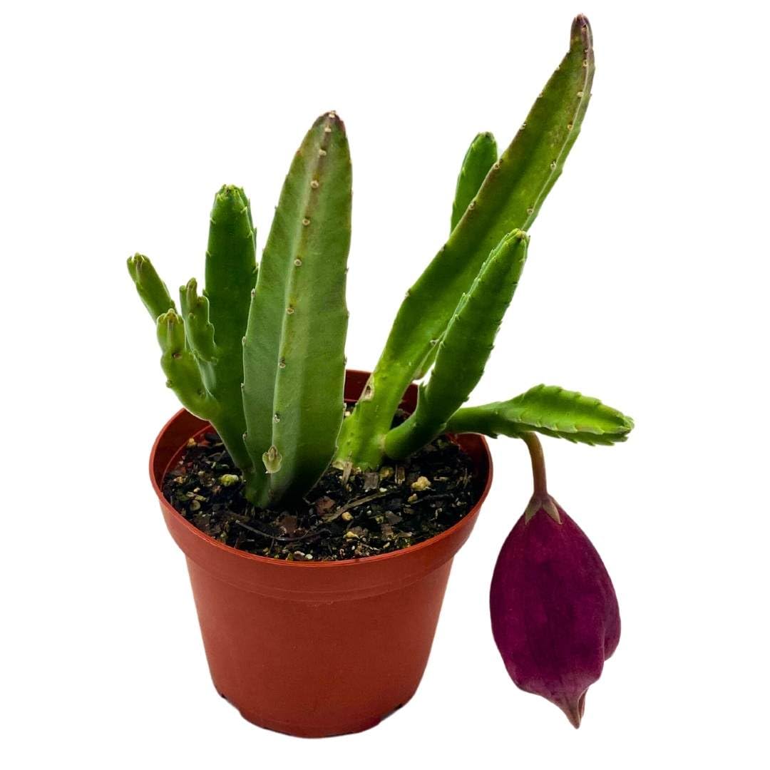 BubbleBlooms Stapelia leendertziae Black Bell Huernia in a 4 inch Pot Carrion Flower Maroon Cup Starfish
