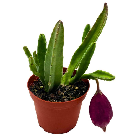 BubbleBlooms Stapelia leendertziae Black Bell Huernia in a 4 inch Pot Carrion Flower Maroon Cup Starfish