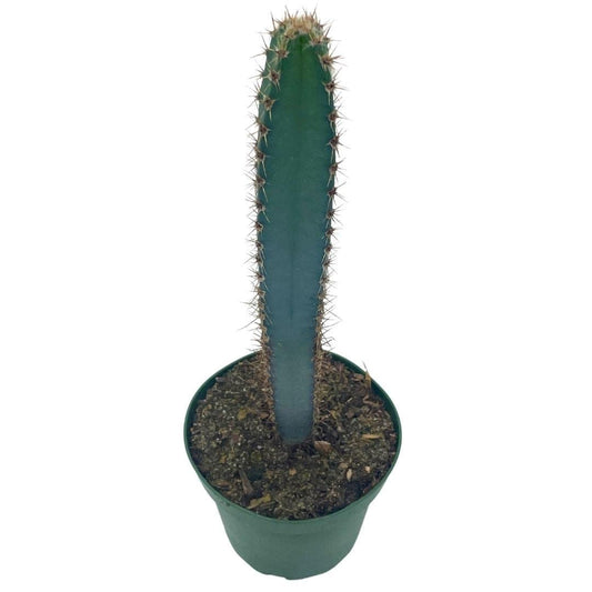 BubbleBlooms Giant Square Blue Columnar Cactus, Squared Column Cacti in a 4 inch Pot Pilosocereus pachycladus