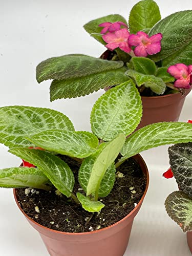 BubbleBlooms Flame Violet, Episcia Cupreata Assortment Set 4 inch pots 5 Different Velvet Plants